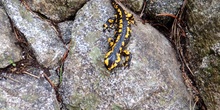 Salamandra común Salamandra salamandra Linnaeus, 1758
