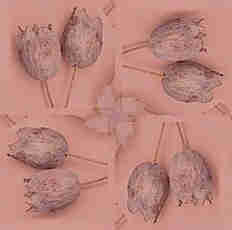 Verticilos en cuadro