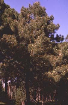 Pino resinero - Porte (Pinus pinaster)