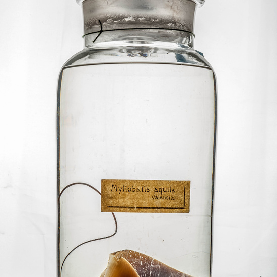 IES_CARDENALCISNEROS_CIENCIASNATURALES_343