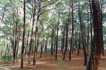 Pino resinero - Porte (Pinus pinaster)