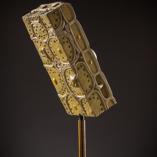 IES_SANISIDRO_BIOLOGIA_239