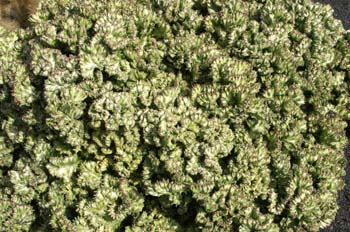 Euphorbia lactea cristata