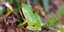 Ranita de San Antonio (Hyla arborea)