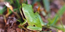 Ranita de San Antonio (Hyla arborea)