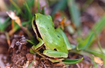 Ranita de San Antonio (Hyla arborea)
