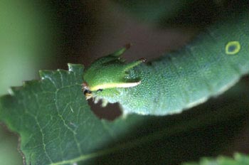 Mariposa del madroño - Larva (Charaxes jasius)