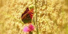 Mariposa y Flor