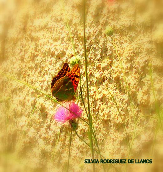 Mariposa y Flor