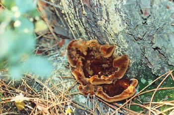 Phaeolus schweinitzii