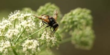 Mosca cernícalo (Volucella inanis)