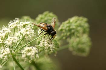 Mosca cernícalo (Volucella inanis)