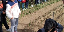 1º de Primaria_Plantamos garbanzo  4