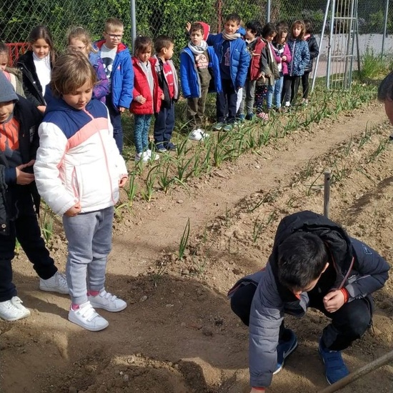1º de Primaria_Plantamos garbanzo  4
