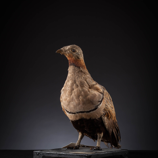 IES_SANISIDRO_MUSEO_Aves_098