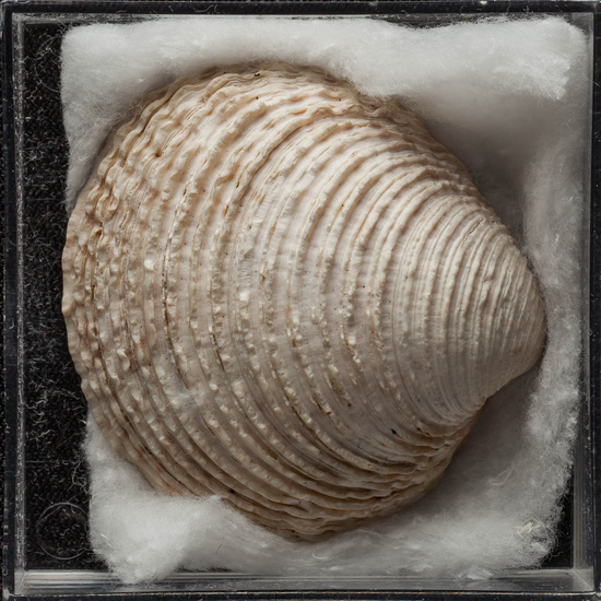 IES_ISABELLACATOLICA_BIOLOGIA_409