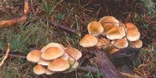 Hypholoma capnoides