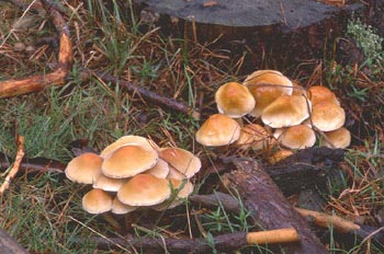 Hypholoma capnoides