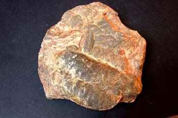 Cruziana sp. (Huella) Ordovícico