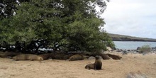 Colonia de lobos marinos en la Isla Lobos, Ecuador