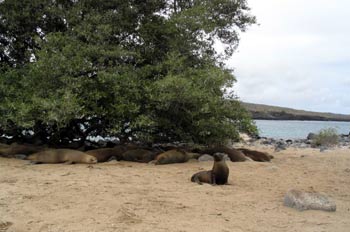 Colonia de lobos marinos en la Isla Lobos, Ecuador