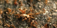 Hormiga (Pheidole gen.)