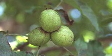 Nogal - Nuez (Juglans regia)