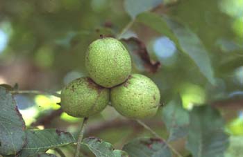 Nogal - Nuez (Juglans regia)