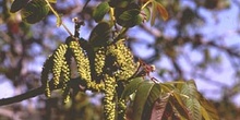 Nogal - Flor masc. (Juglans regia)
