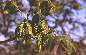 Nogal - Flor masc. (Juglans regia)