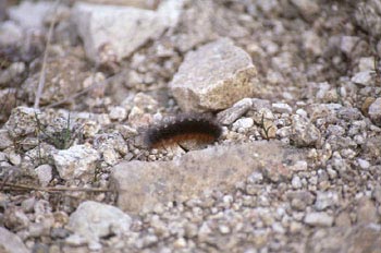 Quelonia - Oruga (Arctiidae fam.)