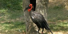 Calao terrestre (Bucorvus leadbeateri)