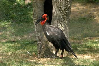 Calao terrestre (Bucorvus leadbeateri)