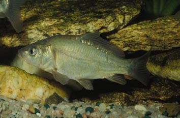 Carpa (Ciprinus carpio)