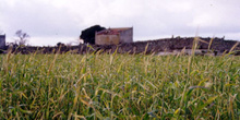 Campo de trigo con palomar al fondo en Bermillo de Sayago, Zamor