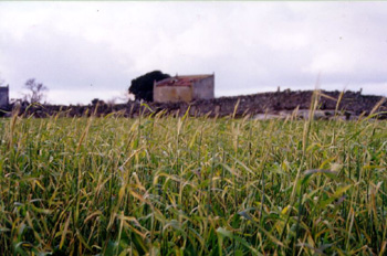 Campo de trigo con palomar al fondo en Bermillo de Sayago, Zamor