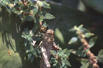 Langosta egipcia (Anacridium aegyptium)