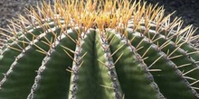 Ferocactus swarzii