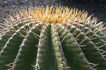 Ferocactus swarzii