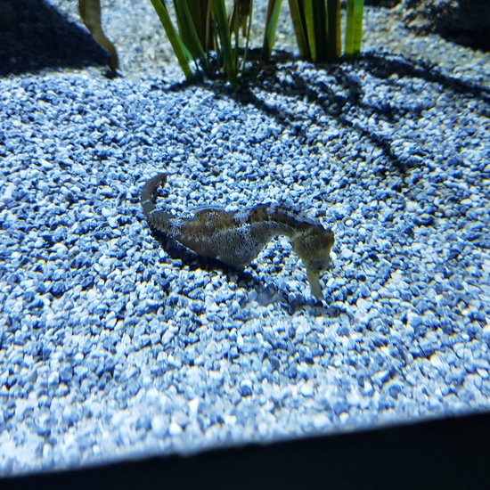 Fotos Aquarium Xanadú 3ºB 25