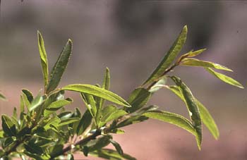 Almendro - Hoja (Prunus dulcis)