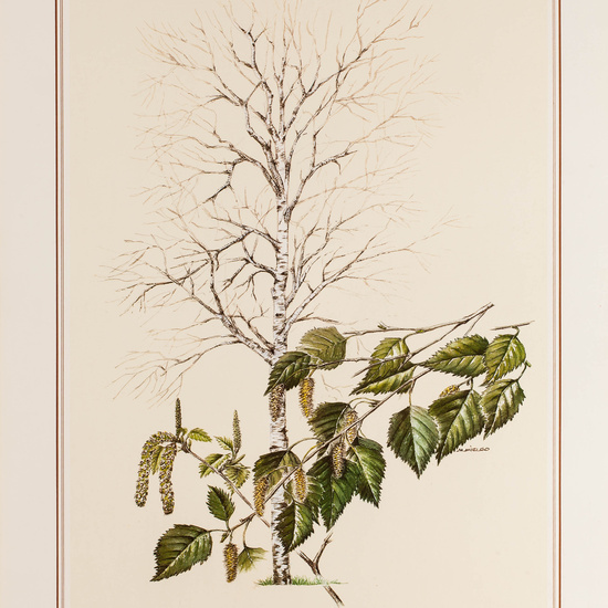 IES_CARDENALCISNEROS_BOTÁNICA_II_LÁMINAS_107