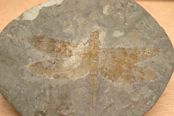 Libélula flecha (Aeschnidum cancellosa) Jurásico