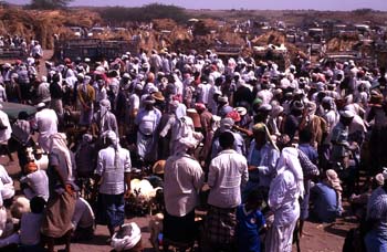 Mercado de ganado en Bayt al Faqih, Yemen
