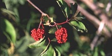 Saúco rojo - Fruto (Sambucus racemosa)