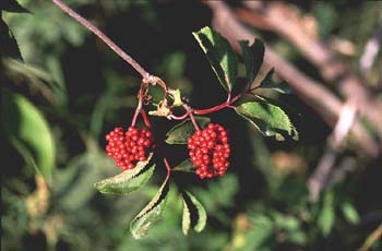 Saúco rojo - Fruto (Sambucus racemosa)