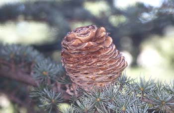 Cedro del Atlas - Piñas (Cedrus atlantica)