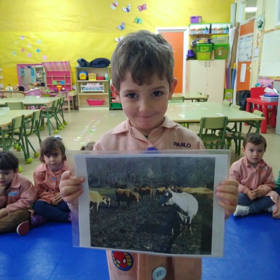 Terminamos nuestro proyecto de las vacas 11