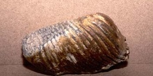 Mammuthus primigenius (Mamíferos) Holoceno