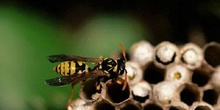 Avispa cómún (Polistes gallicus)